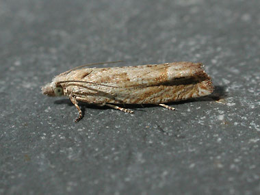 Tortricidae: Eucosma aemulana ?